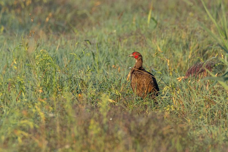 Faisan de Colchide mâle